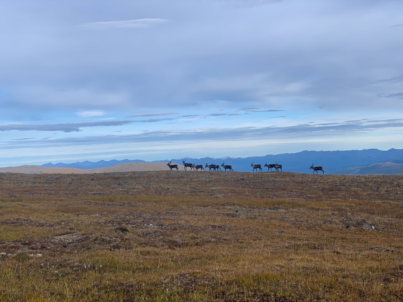 caribou in distance