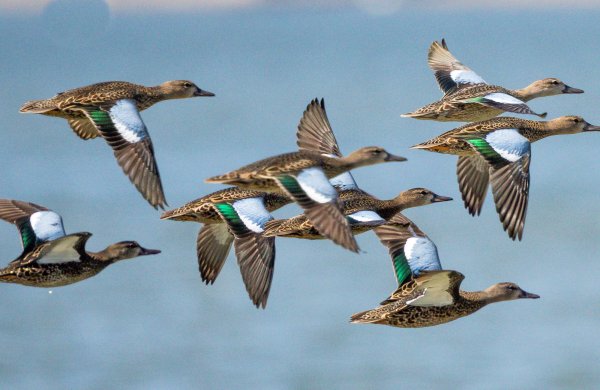 USDA Walks Back Canada Waterfowl Ban, Will Allow Hunters to Bring Meat Across the Border