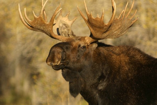 Bowhunter Nearly Gored to Death by a Bull Moose He Missed