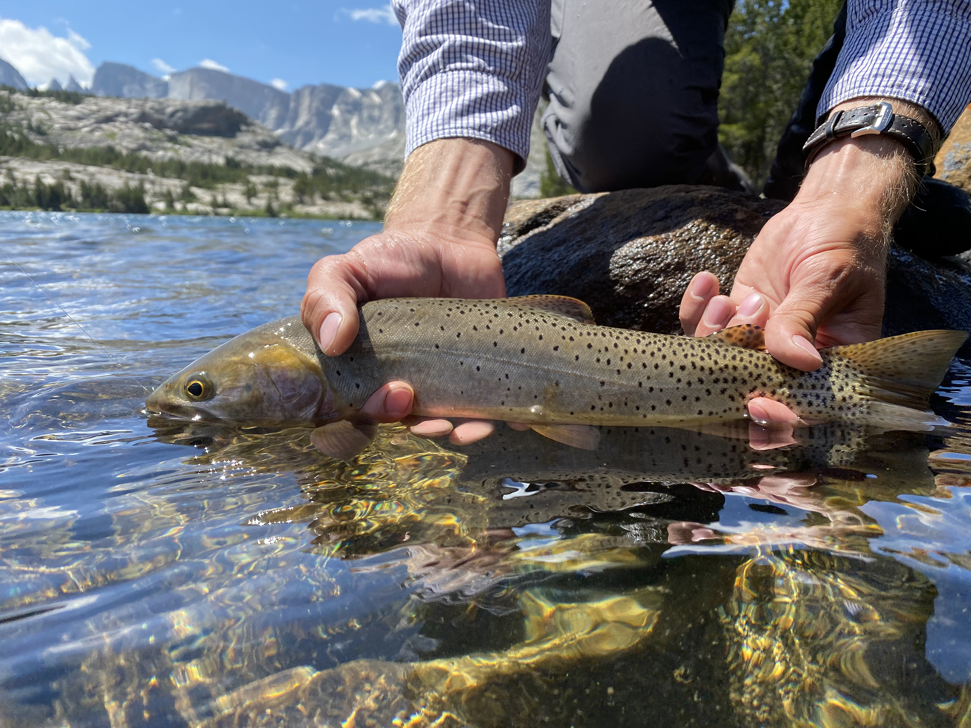 hands holding trout