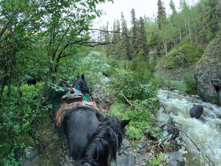 pack train