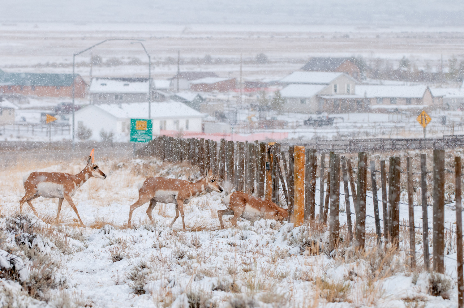 Pronghorn cross under a snowy fence near a highway.