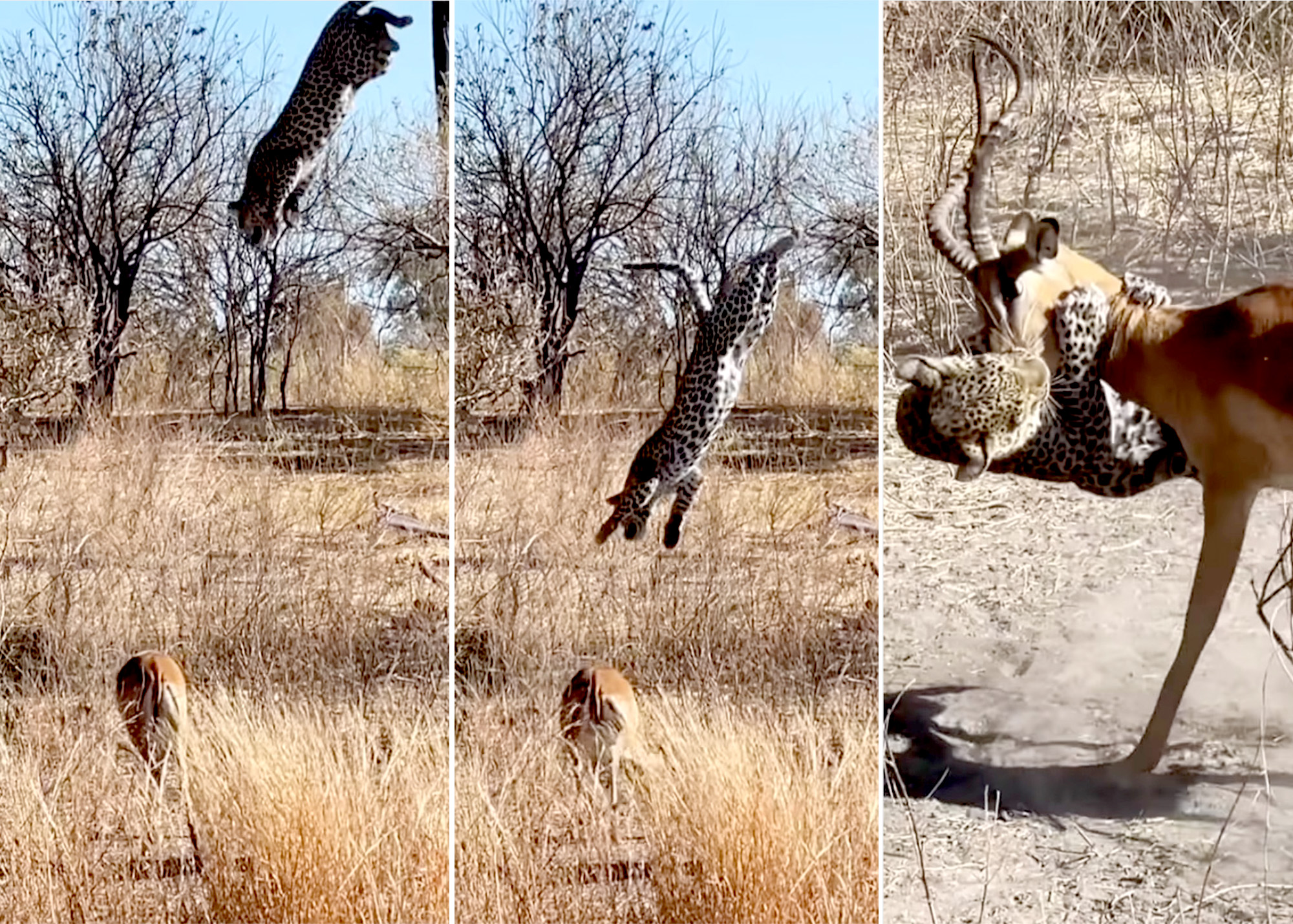 leopard impala takedown 2