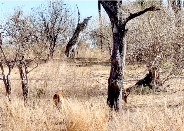 leopard impala tree take down