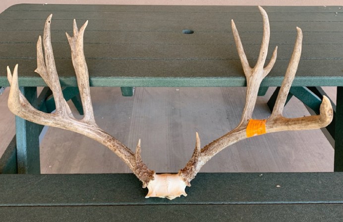 The New Mexico Department of Game and Fish spent two weeks finding the deer head in the Rio Grande.