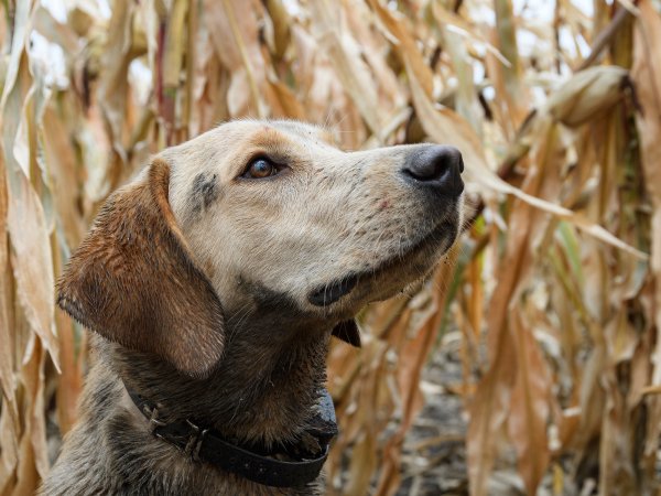 Why British Labs Just Might Take Over American Bird Hunting