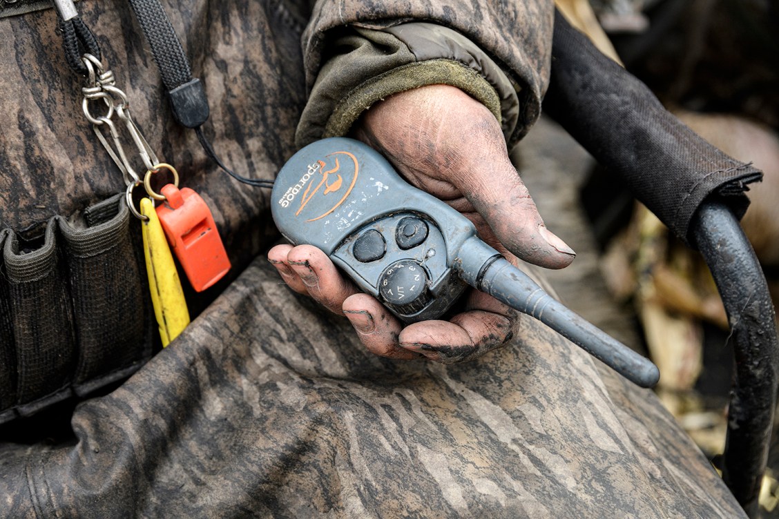 Why British Labs Might Take Over American Bird Hunting | Outdoor Life