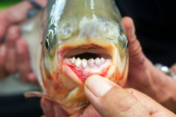 Pacu: Boy catches fish with 'human-like teeth' in an Oklahoma pond : NPR