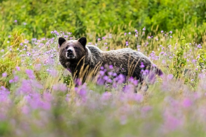 Montana Legislators, Don’t Blow Our Best Chance to Delist Grizzly Bears