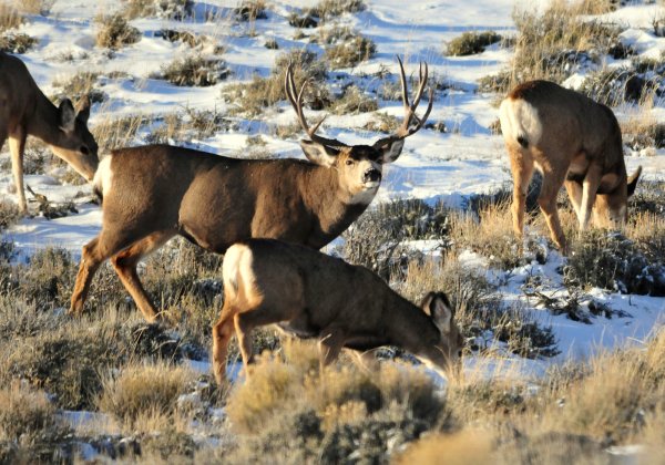 Researchers Are Now Able to Predict Mule Deer Migrations Using Habitat and Forage Rather Than GPS Collars