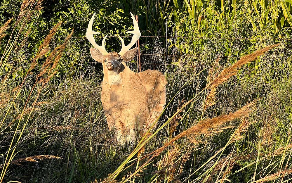 Best Deer Decoys Outdoor Life