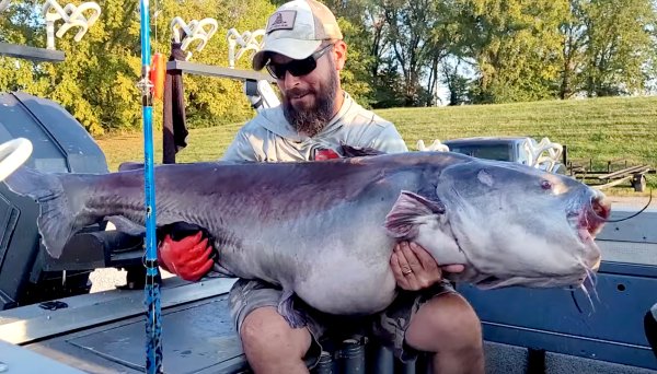 Pending Record Blue Catfish Caught (and Released) in Tennessee
