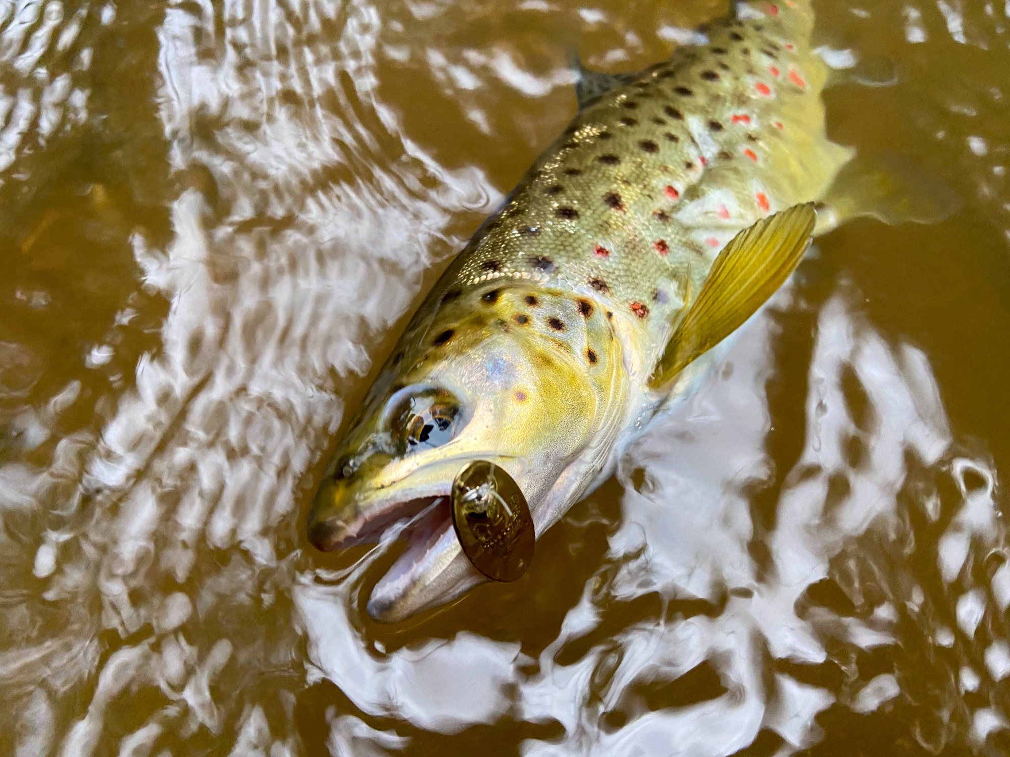 In-line spinners for fall trout.