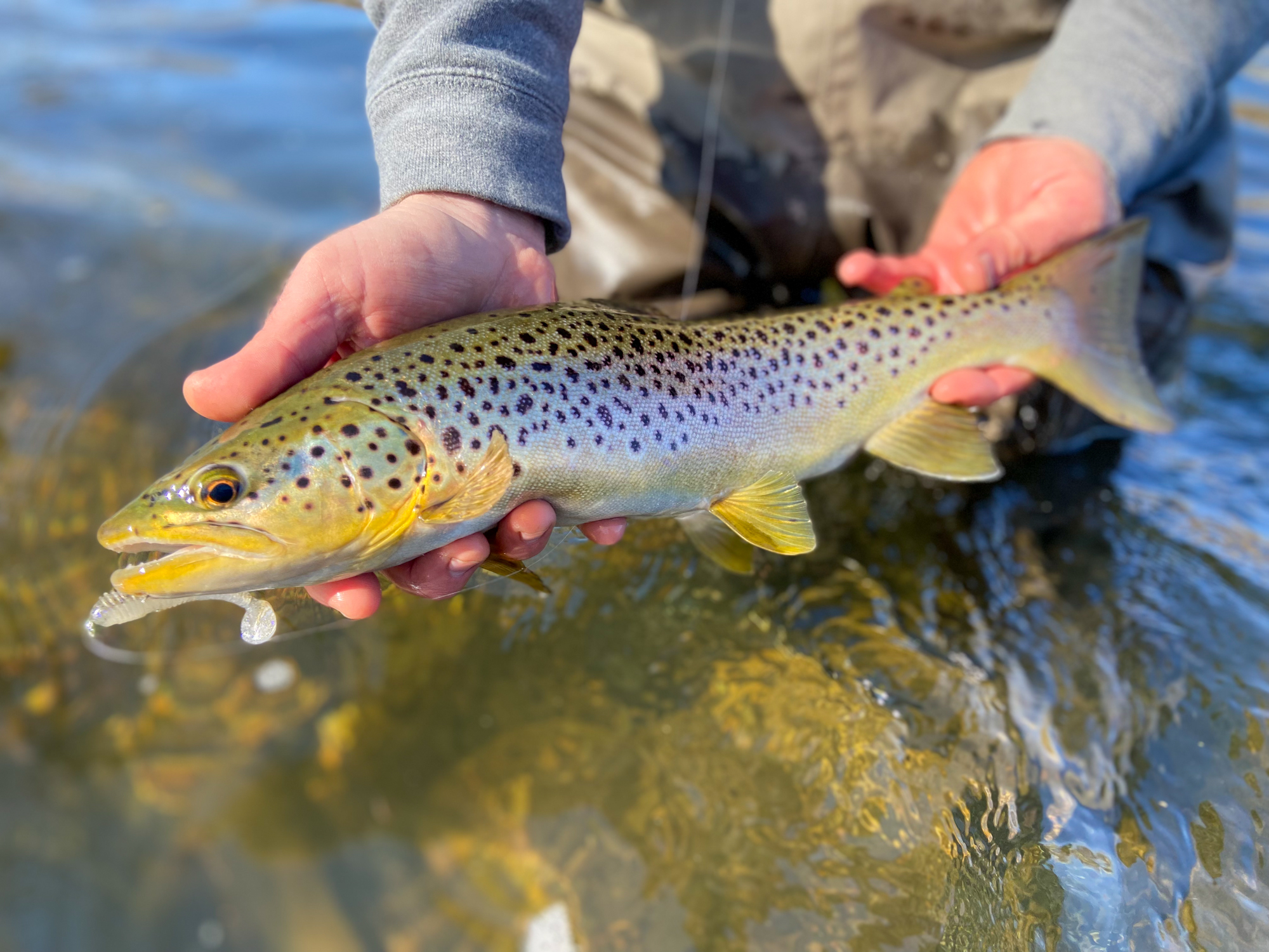 Soft plastics for fall trout