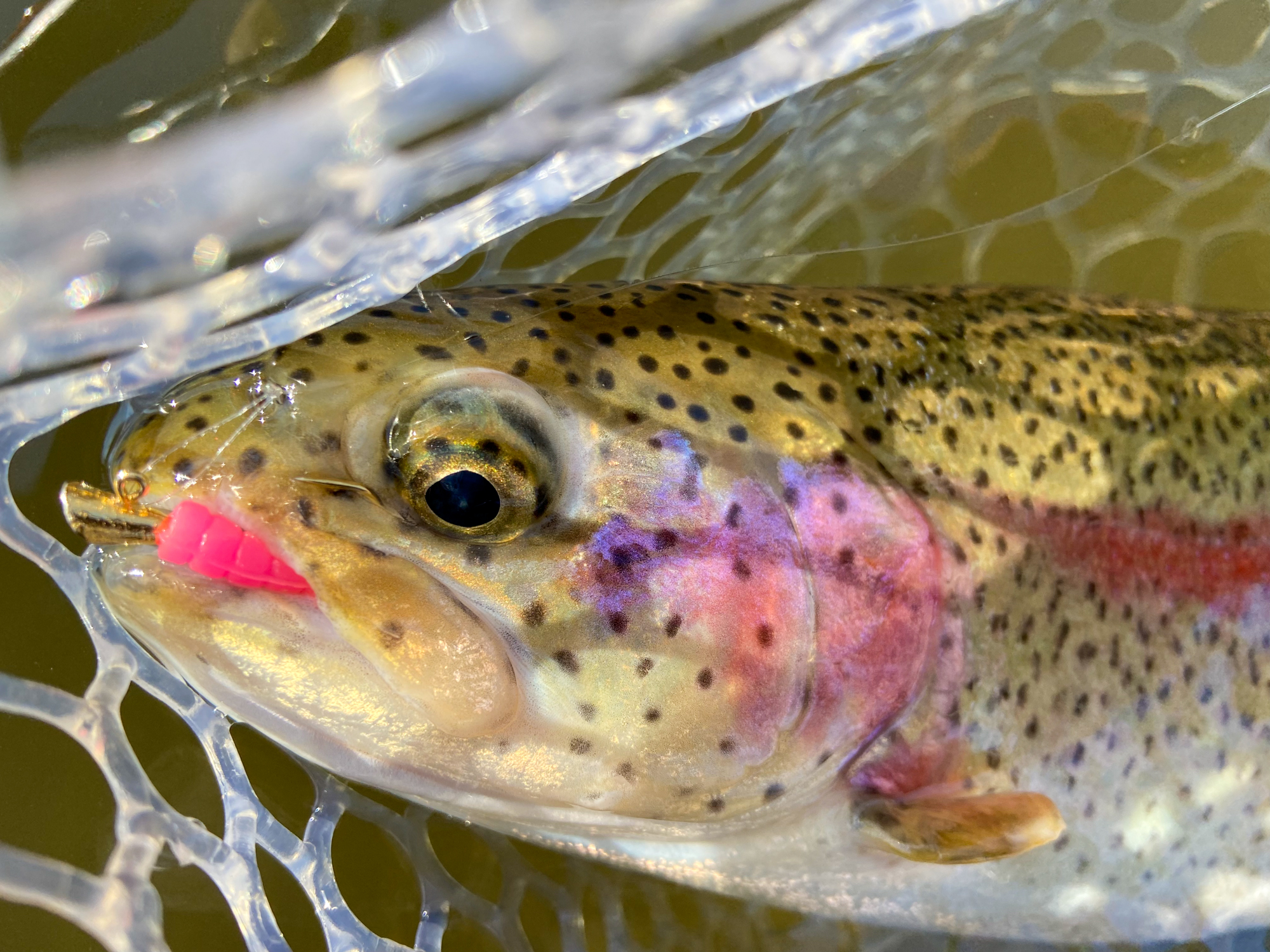 3 Tactics for Low Water Trout 