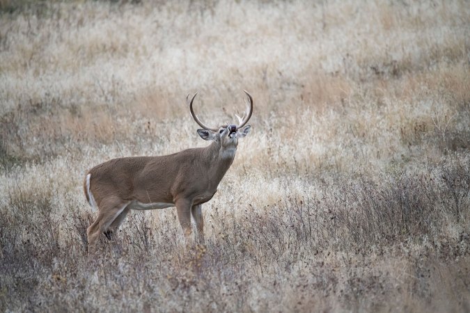 The Best Times to Hunt the Whitetail Rut This Season