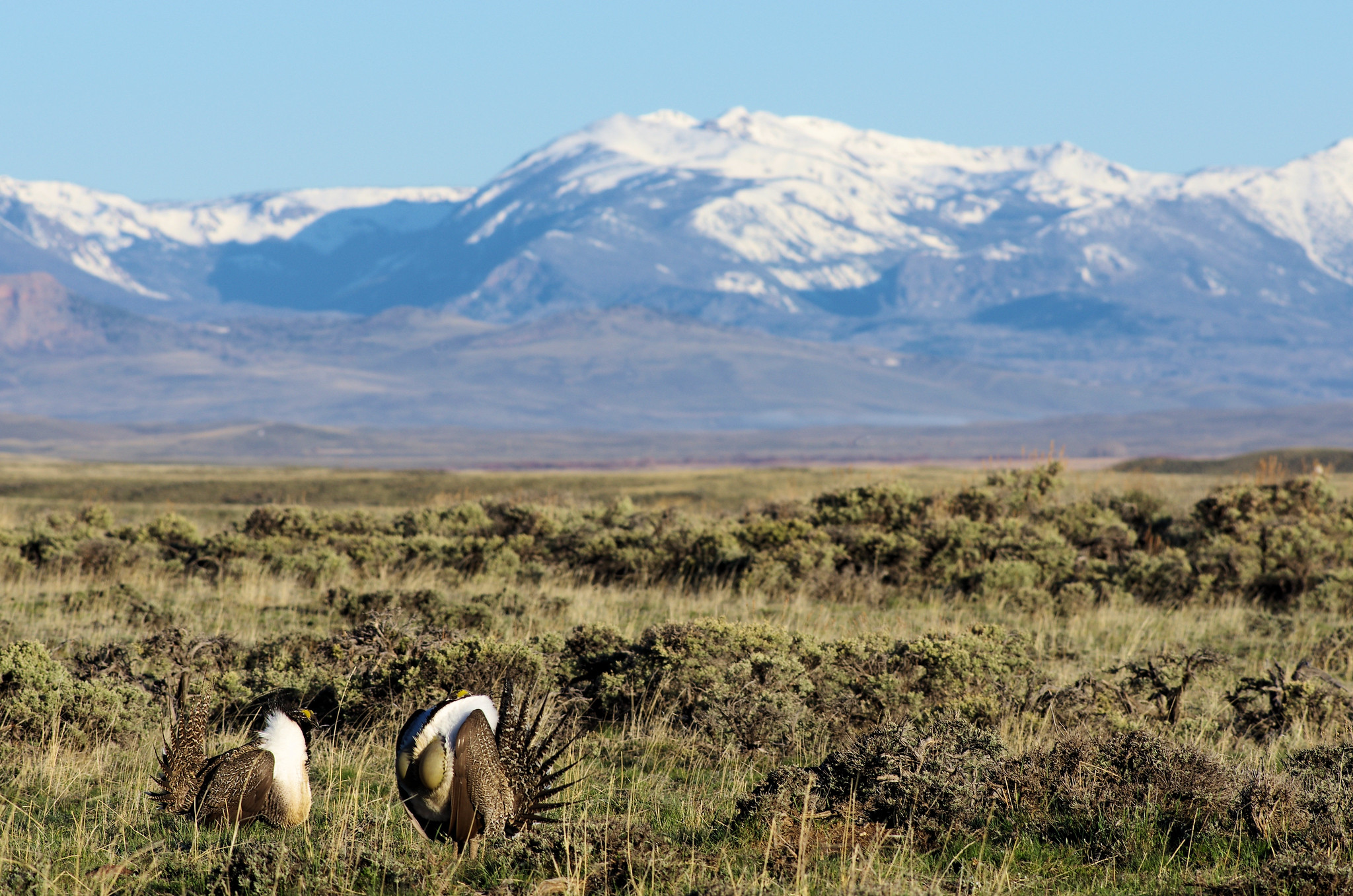 New Report Is a Roadmap for Sagebrush Conservation in the West