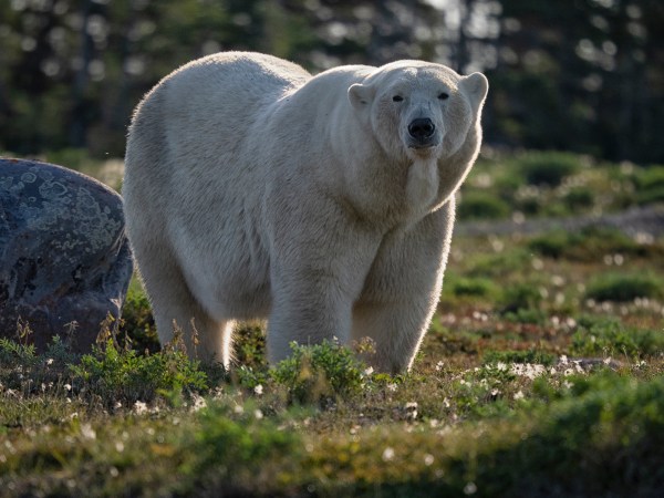 Are Grizzlies and Polar Bears Hybridizing in Alaska?