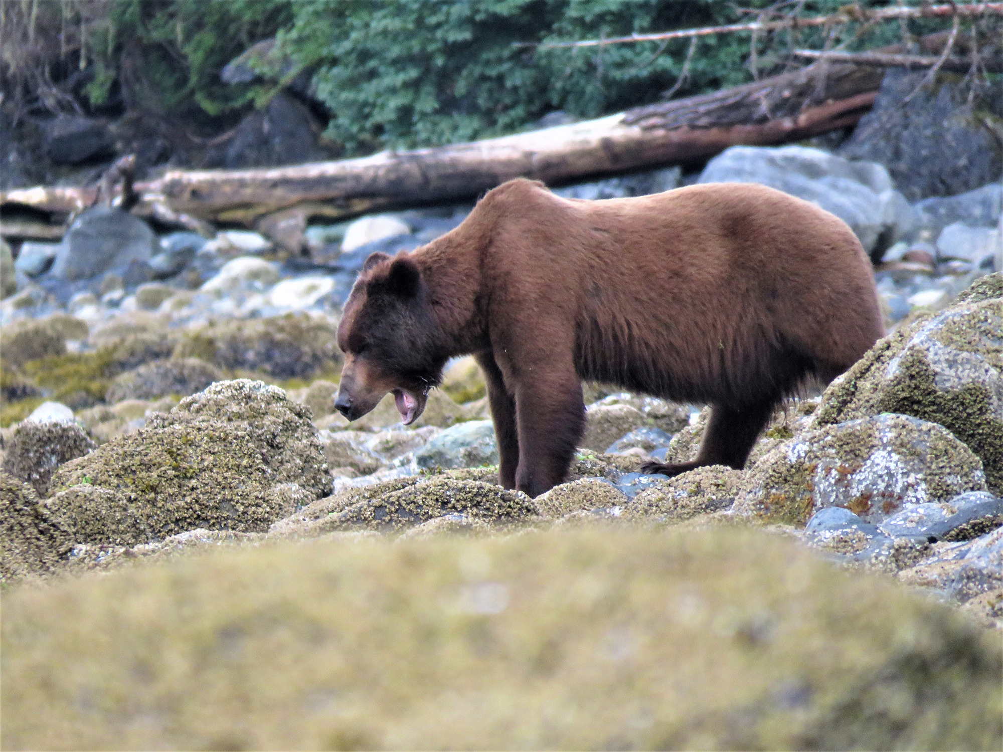 brown bear in alaska