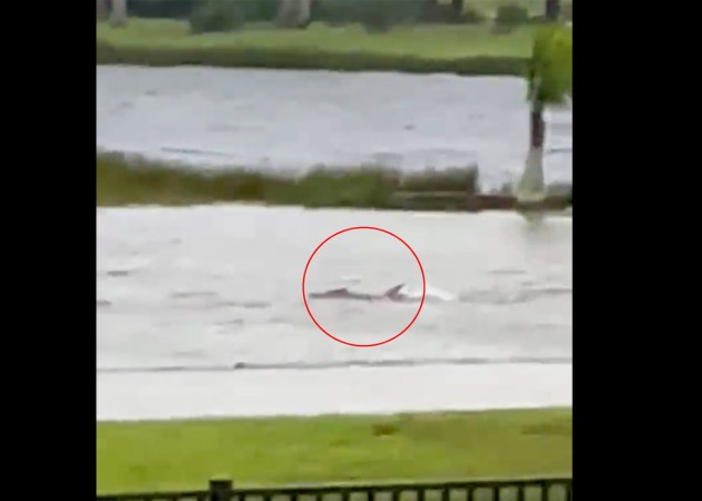 Watch: As Hurricane Ian Batters Florida, Sharks Are Swimming in the Streets of Fort Myers