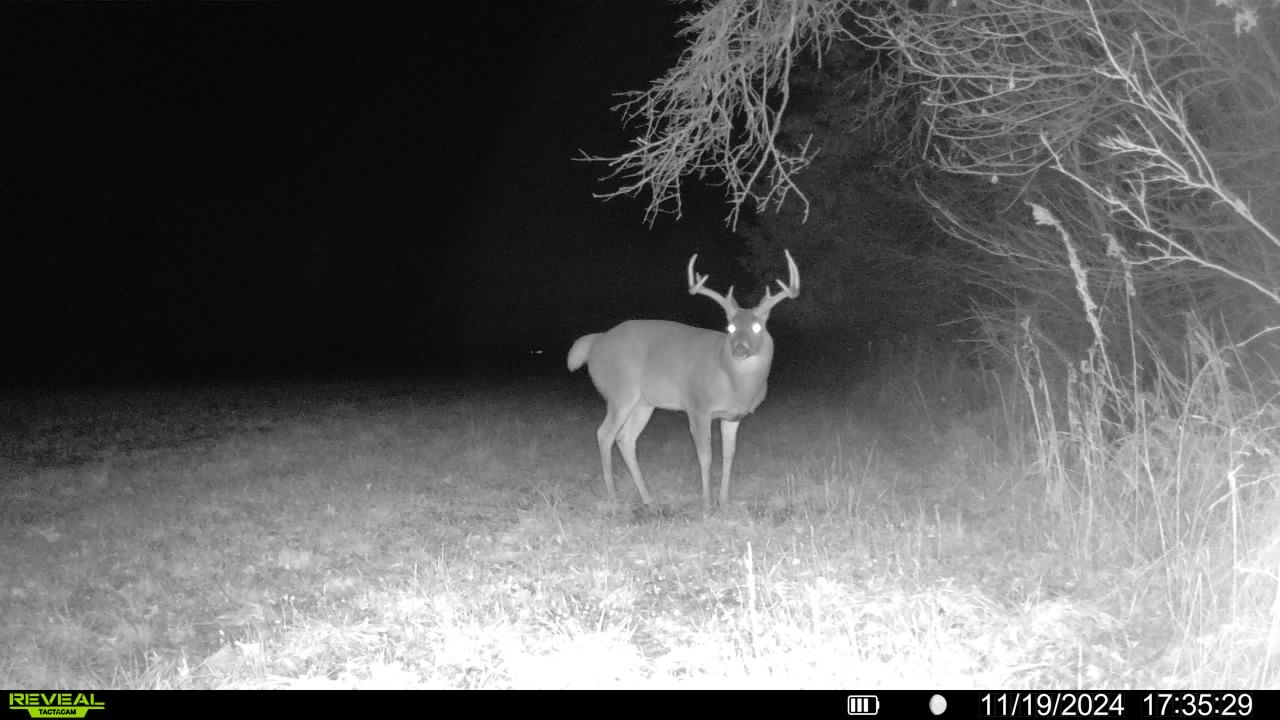 Prime Day Deals on Trail Cameras: Moultr