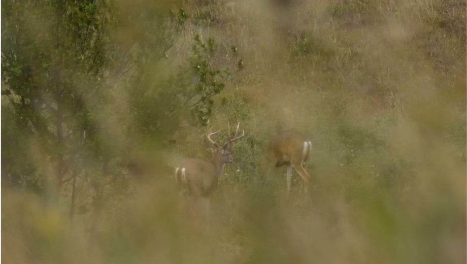 How to Hunt Public Land Whitetails in Open Country Outdoor Life