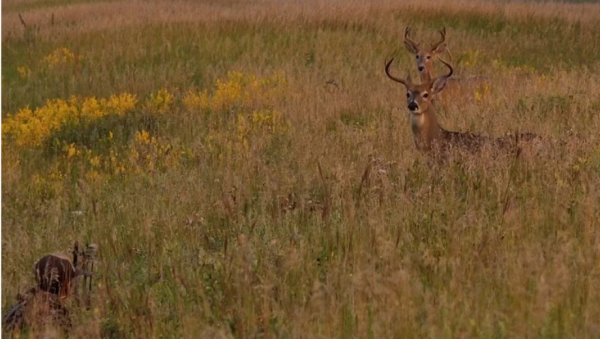 Tips from THP: How to Hunt Public Land Whitetails in Open Country