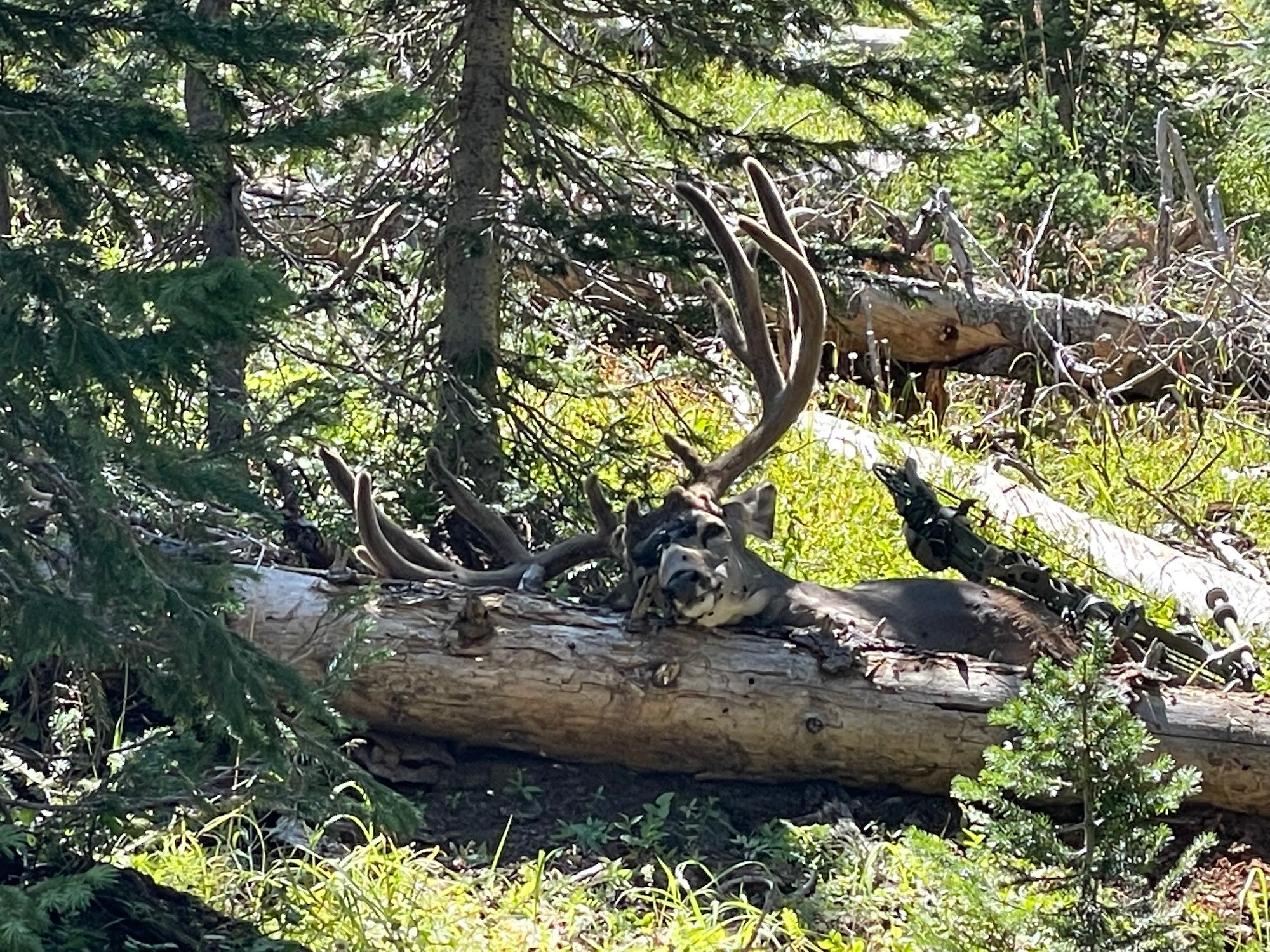 Muley Randy Ulmer Tags Another Muley Buck in the High Country | Outdoor Life
