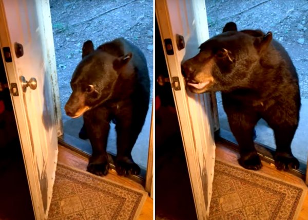 Watch: New Jersey Woman Who’s Been “Accepted” by Black Bears Sweet Talks One Into Closing Her Front Door