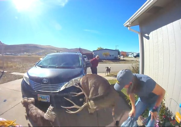Watch: Wyoming Couple Gored by a Buck in Their Driveway