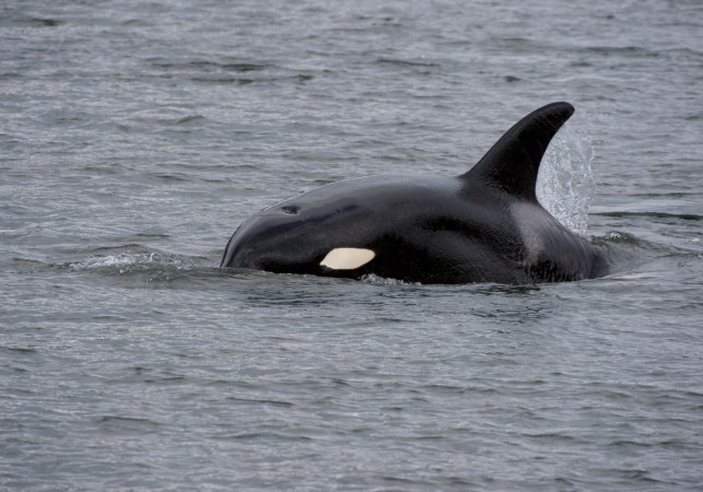 New Evidence Shows How Effective Killer Whales Are at Hunting Great Whites and Other Sharks