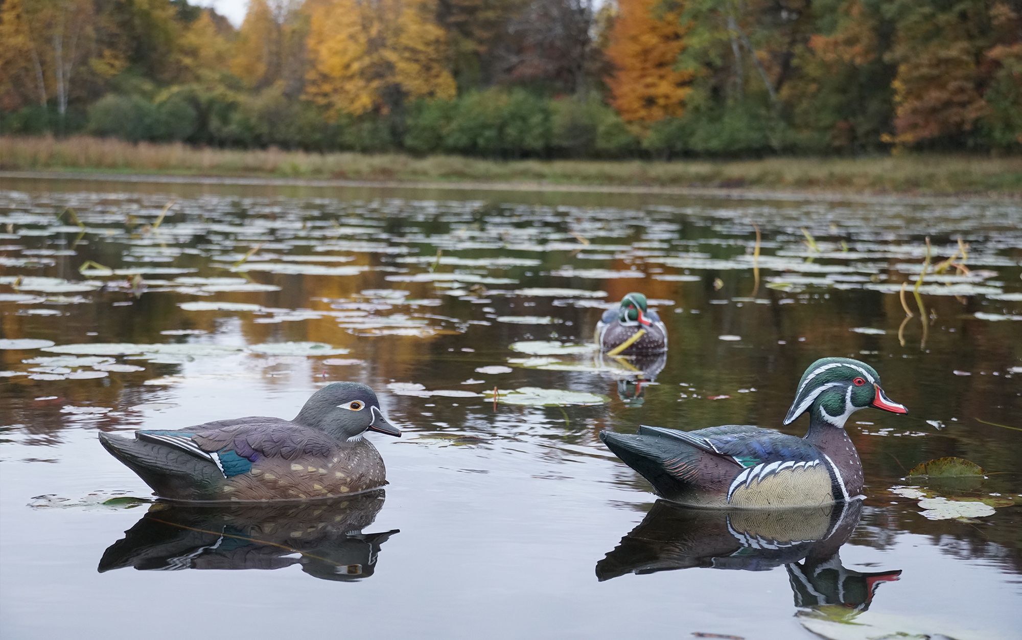 Avian-X wood ducks on the water.