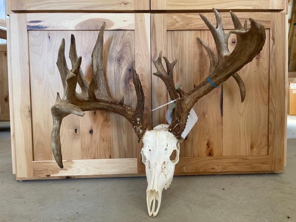 Crossbow Hunter Tags 240-Inch Buck, One of the Biggest in Ohio Buckmasters Records