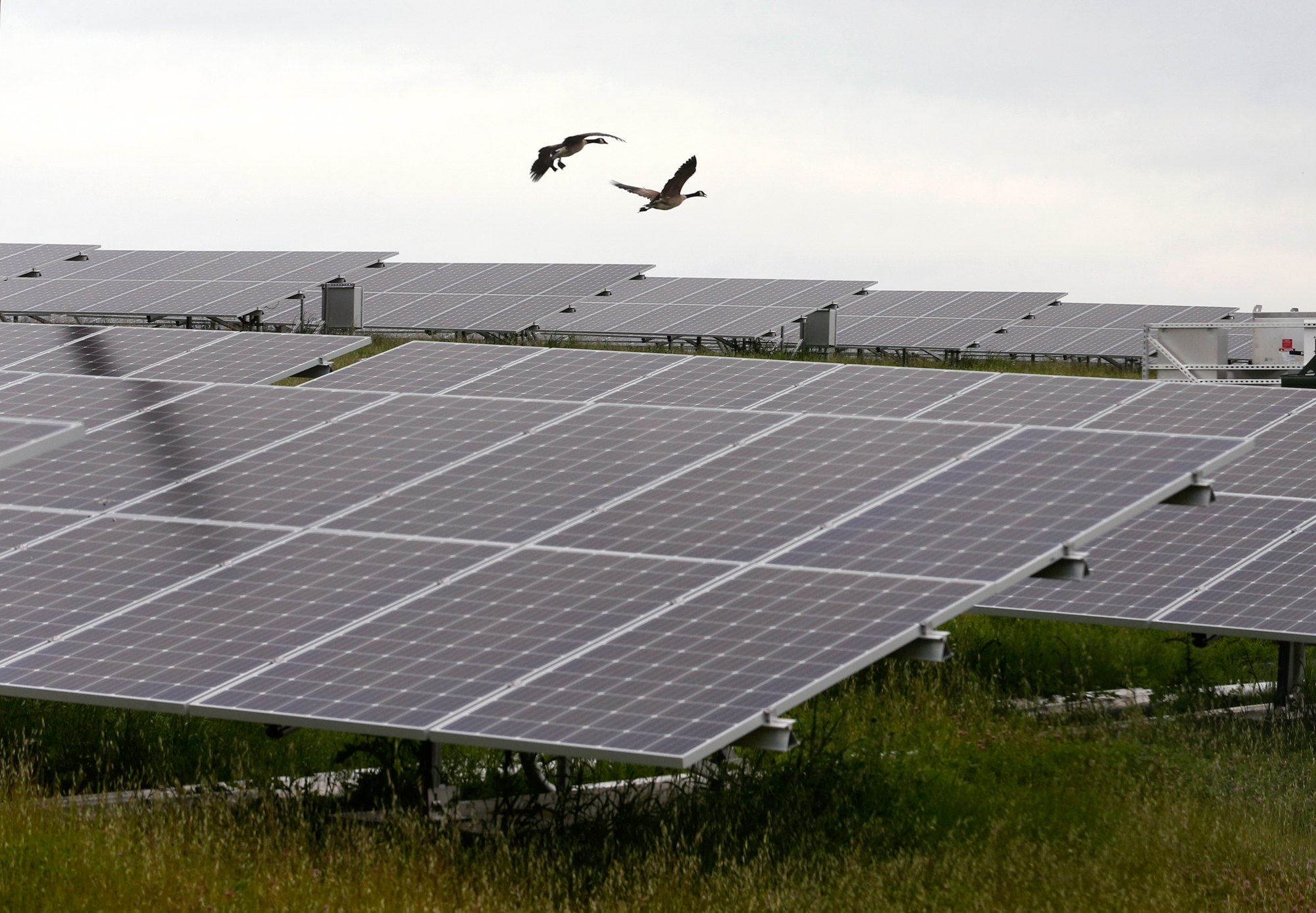 A pair of geese descend into a field of solar panels.