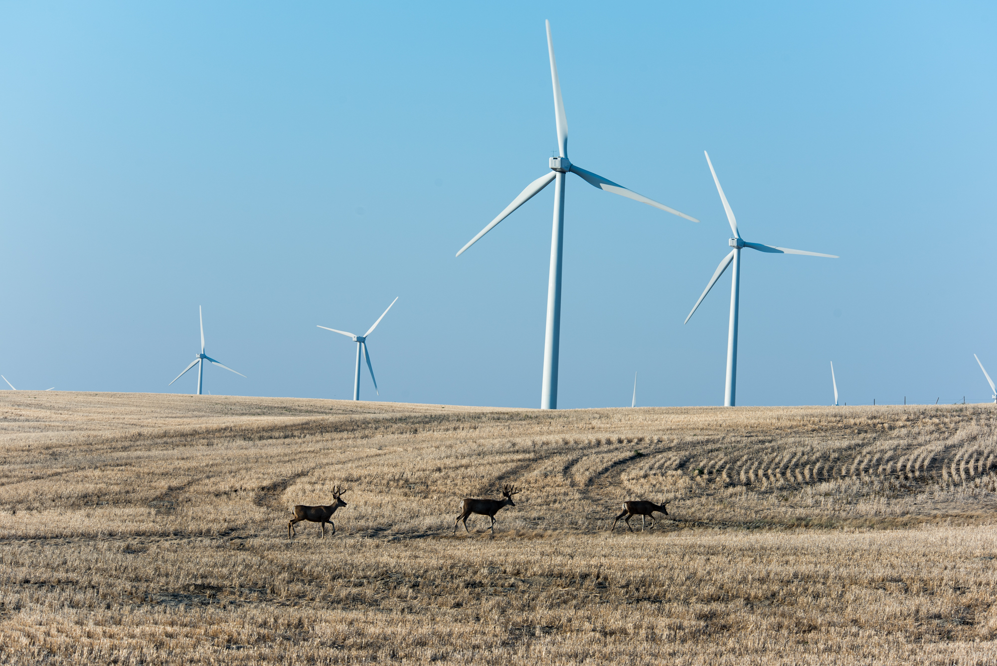 Mule deer bucks walk across a wind farm.