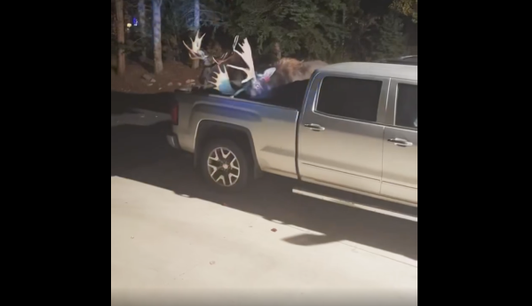 Video: Bull Moose Have Brutal Fight in Family’s Driveway—Then One Jumps Into a Pickup Truck