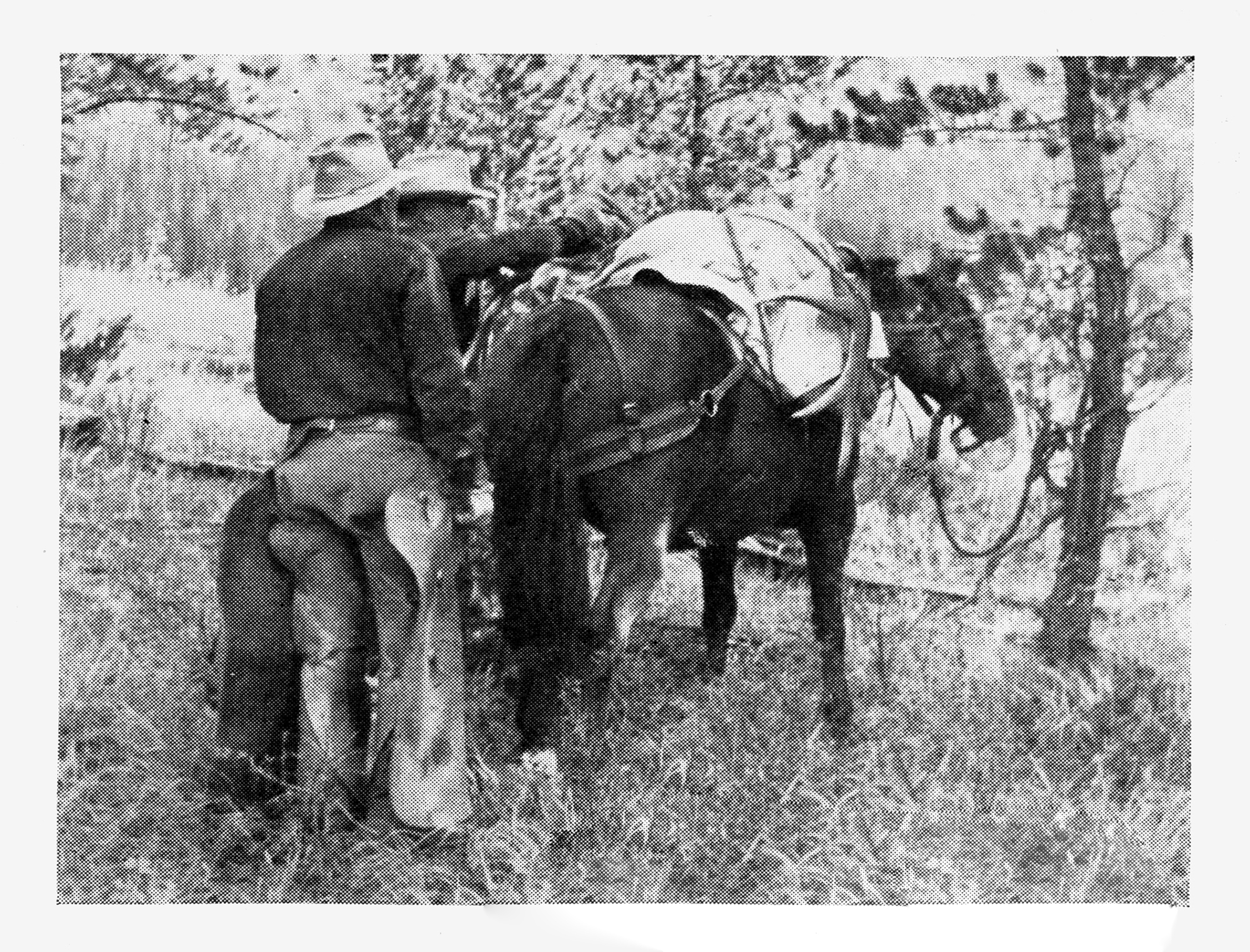 Charlie Elliott packs his bull onto a packhorse.