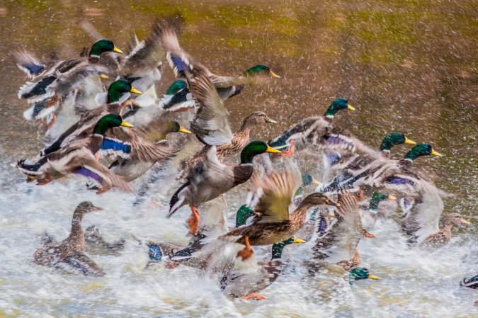 Manitoba Is About to Get Way Less Accessible for American Waterfowlers