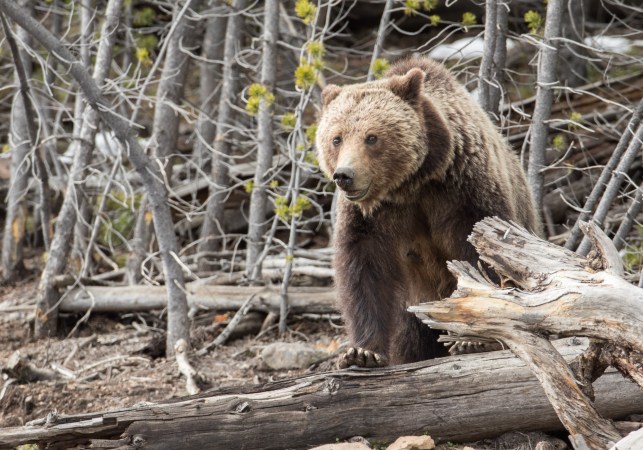 Two College Wrestlers Mauled in Surprise Grizzly Attack in Wyoming