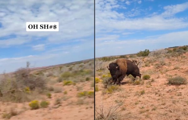Watch: Texas Hiker Gets Charged and Gored by Bison