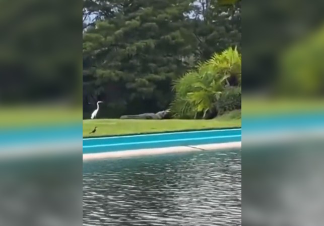 Video: Alligator Stalks Egret, Only to Get Eaten by Other Giant Gator