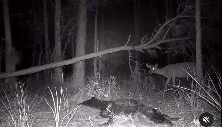 Photographer Captures Incredible Nighttime Videos of Alligators Hunting, Mating, and Fighting