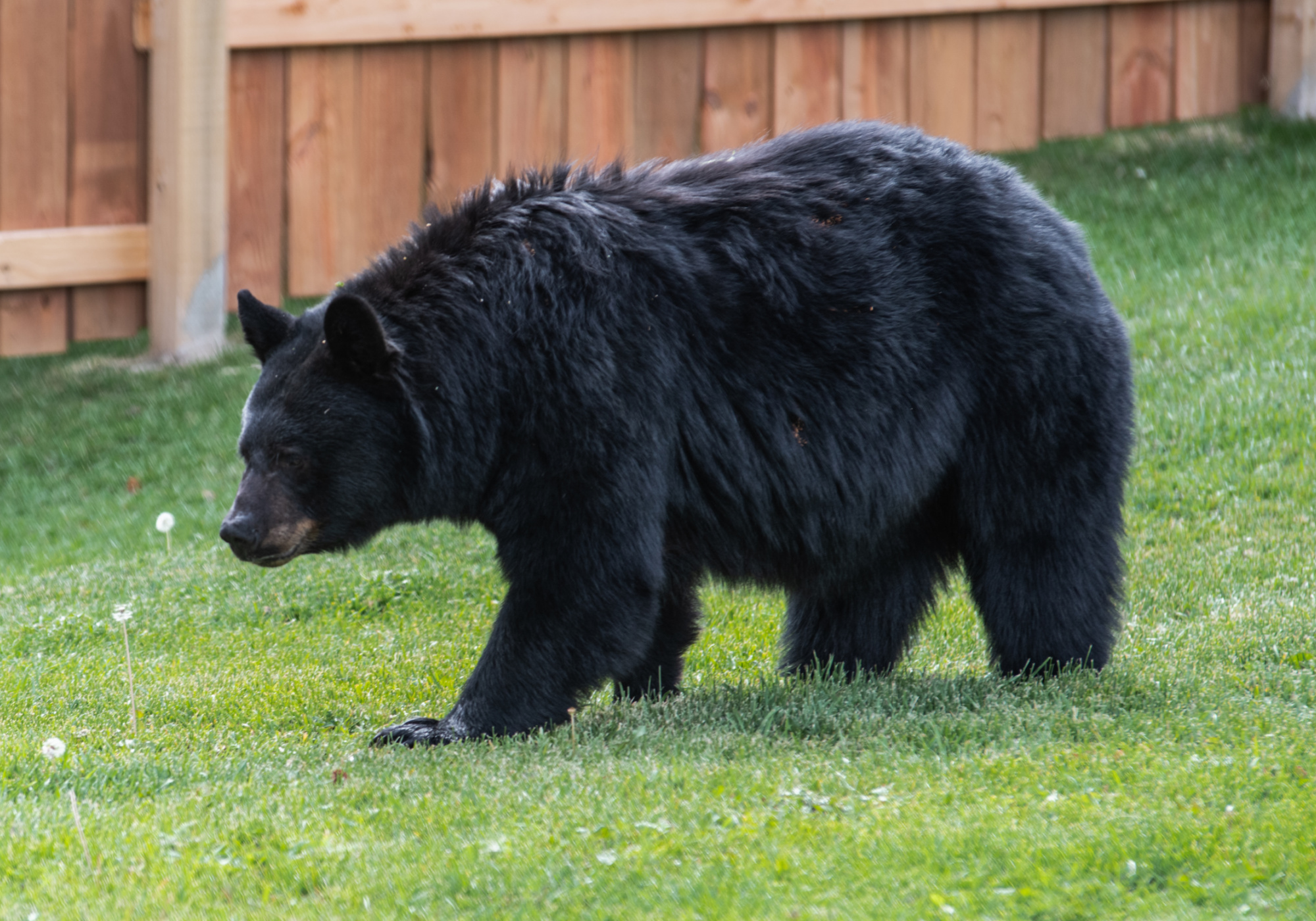 A black bear attacked a woman in her yard in Leavenworth, Washington