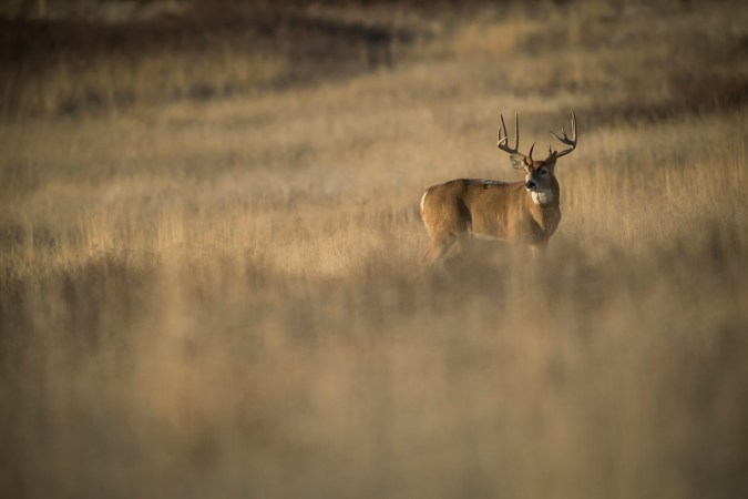 How to Estimate a Buck’s Age (and Why Aging Deer Matters)
