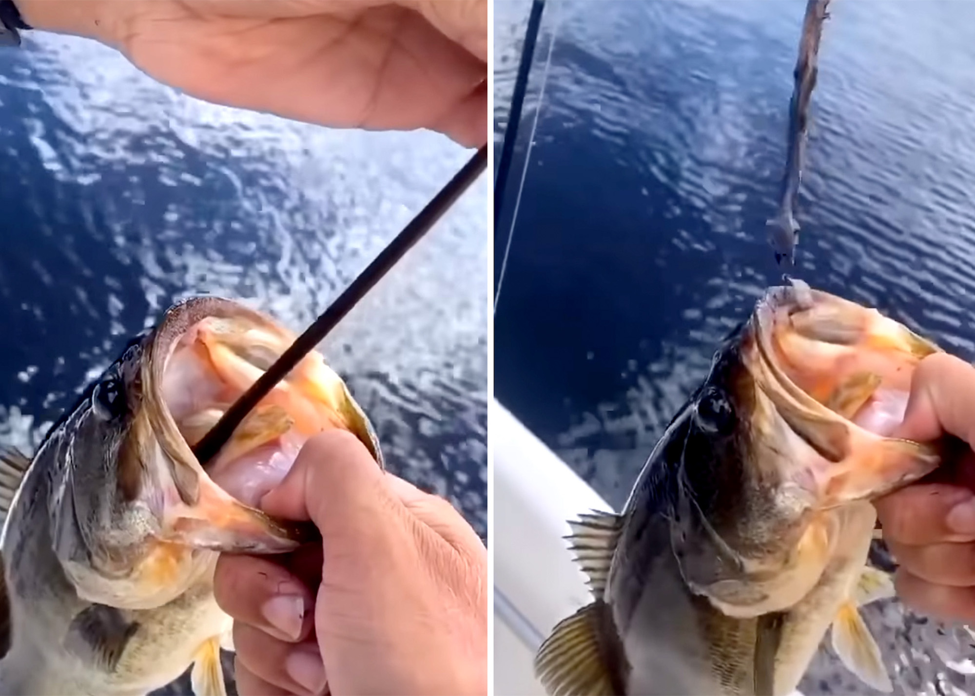video snake pulled from bass