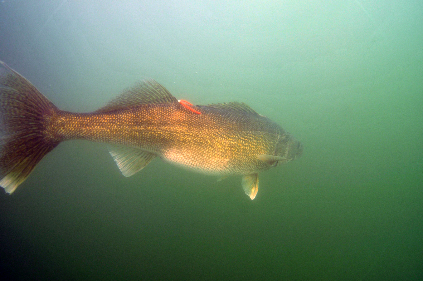 Lake Erie walleye are tagged and tracked for their migrations.
