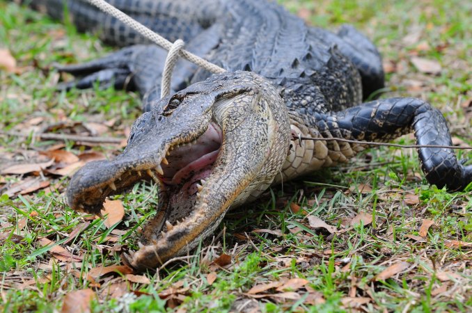 Florida Man Tries to Remove Alligator from Driveway, Gets Bitten in the Arm