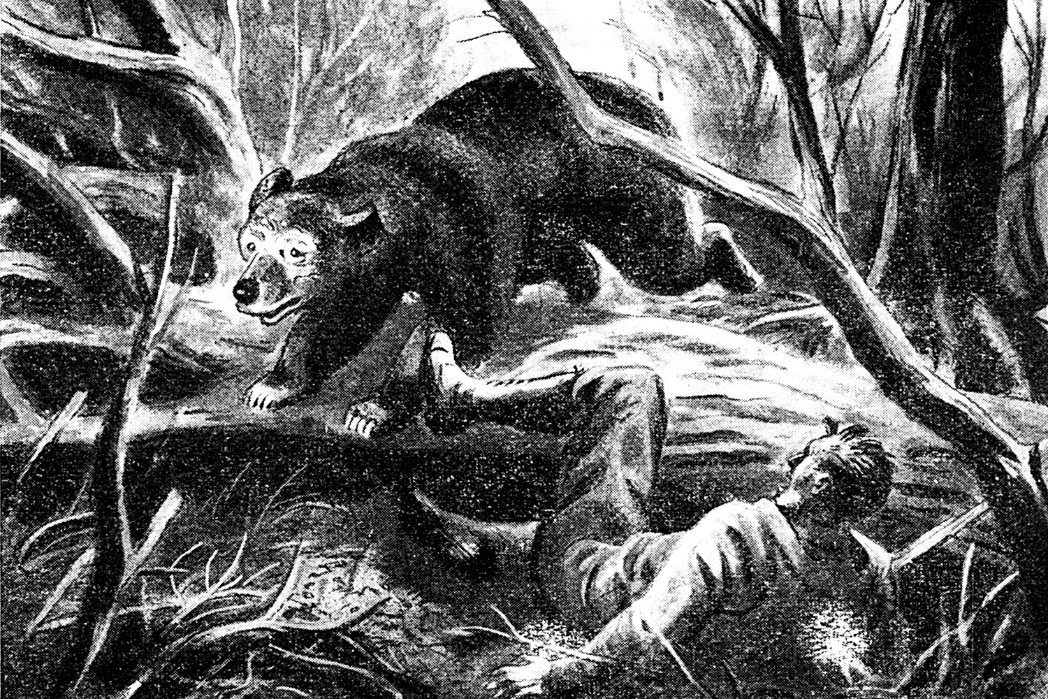 old illustration of bear and fallen man
