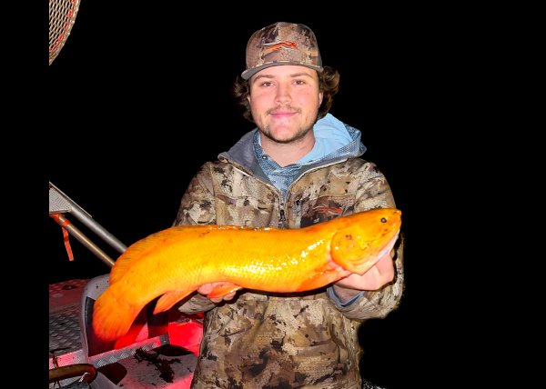 Minnesota Bowfisherman Arrows “Extremely Rare” Golden Bowfin