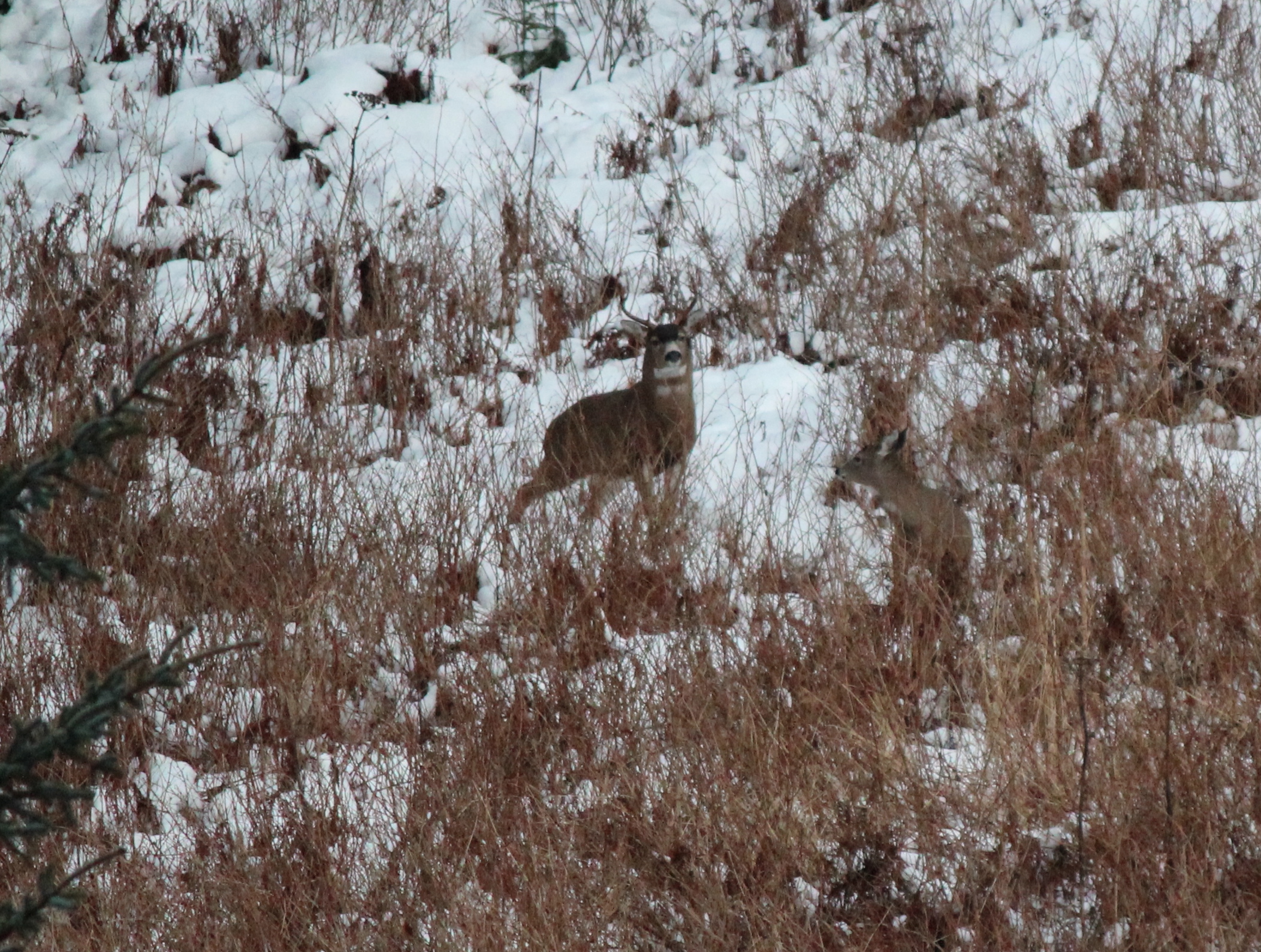sitka blacktail deer obscured by thin brush